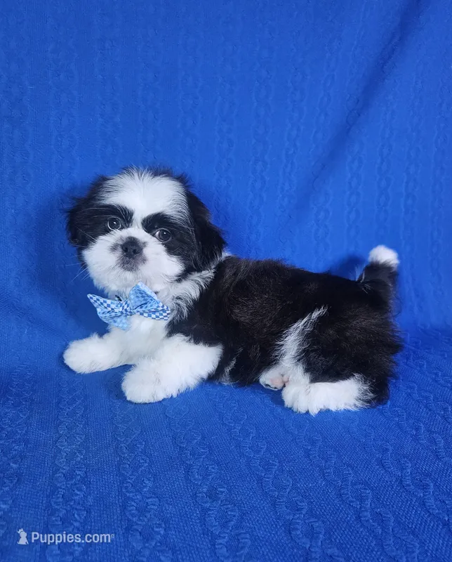 Luis  – Shih Tzu puppy for sale in Belleview, FL