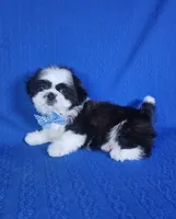 Luis , a male Shih Tzu for sale in Belleview, FL – 4 of 10
