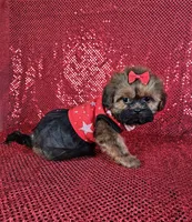 Ladybug , a female Shih Tzu for sale in Belleview, FL – 1 of 10