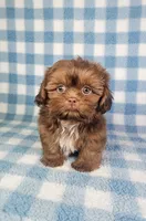 Hercules , a male Shih Tzu for sale in Belleview, FL – 2 of 10