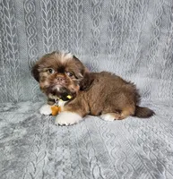 Cooper , a male Shih Tzu for sale in Belleview, FL – 10 of 10