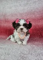 Analia, a female Shih Tzu for sale in Belleview, FL – 5 of 10
