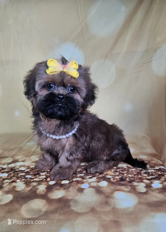 Ladybug  – Shih Tzu puppy for sale in Belleview, FL