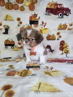 Coco (Prapso) , a male Shih Tzu for sale in Belleview, FL – 3 of 10