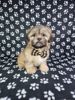 Otto, a male Shih Tzu for sale in Belleview, FL – 2 of 10