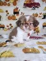 Coco (Prapso) , a male Shih Tzu for sale in Belleview, FL – 9 of 10