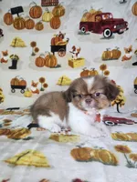 Coco (Prapso) , a male Shih Tzu for sale in Belleview, FL – 8 of 10