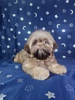 Gus, a male Shih Tzu for sale in Belleview, FL – 6 of 10
