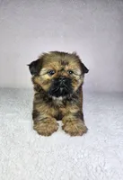Laika, a female Shih Tzu for sale in Belleview, FL – 4 of 10