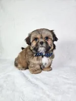 Polo, a male Shih Tzu for sale in Belleview, FL – 9 of 10