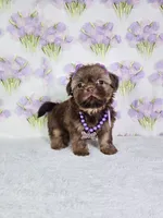 Chanel , a female Shih Tzu for sale in Belleview, FL – 10 of 10