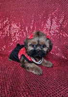 Ladybug , a female Shih Tzu for sale in Belleview, FL – 9 of 10