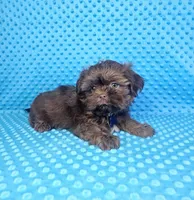 Hershey , a male Shih Tzu for sale in Belleview, FL – 9 of 10
