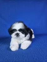 Luis , a male Shih Tzu for sale in Belleview, FL – 8 of 10