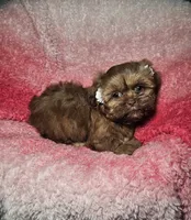 May, a female Shih Tzu for sale in Belleview, FL – 9 of 10