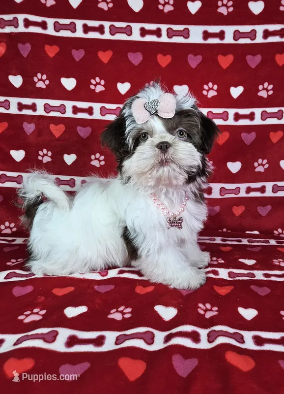 Laura – Shih Tzu puppy for sale in Belleview, FL