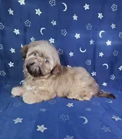 Gus, a male Shih Tzu for sale in Belleview, FL – 3 of 10
