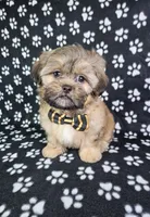 Otto, a male Shih Tzu for sale in Belleview, FL – 7 of 10