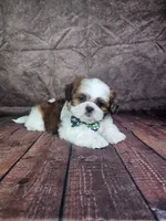 Lewis , a male Shih Tzu for sale in Belleview, FL – 10 of 10