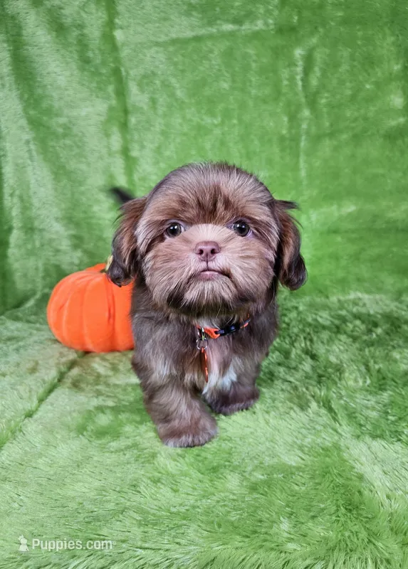 Milo  – Shih Tzu puppy for sale in Belleview, FL