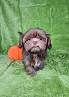 Milo , a male Shih Tzu for sale in Belleview, FL – 1 of 7