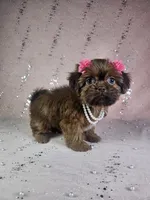 Yara, a female Shih Tzu for sale in Belleview, FL – 9 of 10