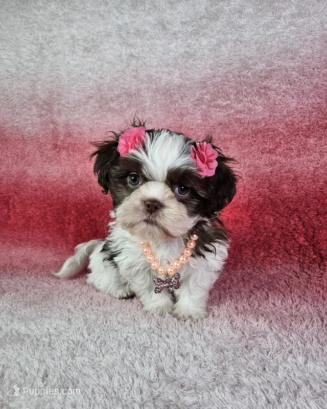 Analia – Shih Tzu puppy for sale in Belleview, FL