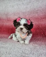 Analia, a female Shih Tzu for sale in Belleview, FL – 1 of 10