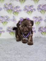 Chanel , a female Shih Tzu for sale in Belleview, FL – 9 of 10