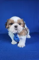 Noah , a male Shih Tzu for sale in Belleview, FL – 9 of 10