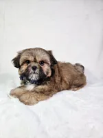 Polo, a male Shih Tzu for sale in Belleview, FL – 6 of 10
