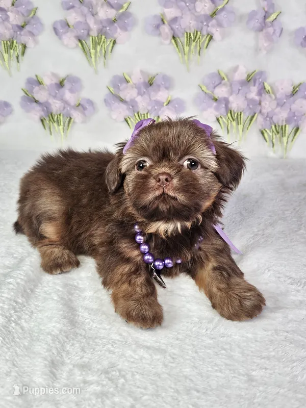 Chanel  – Shih Tzu puppy for sale in Belleview, FL