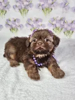 Chanel , a female Shih Tzu for sale in Belleview, FL – 1 of 10