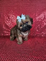 Ladybug , a female Shih Tzu for sale in Belleview, FL – 7 of 10