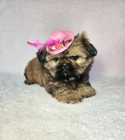 Laika, a female Shih Tzu for sale in Belleview, FL – 8 of 10