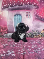 Mila, a female Shih Tzu for sale in Belleview, FL – 5 of 10