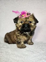Laika, a female Shih Tzu for sale in Belleview, FL – 3 of 10