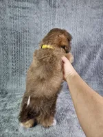 Cooper , a male Shih Tzu for sale in Belleview, FL – 6 of 10