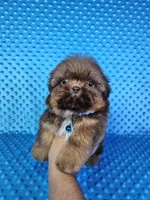 Justin , a male Shih Tzu for sale in Belleview, FL – 3 of 10