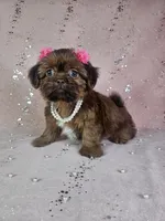 Yara, a female Shih Tzu for sale in Belleview, FL – 5 of 10