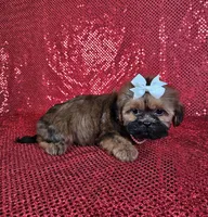 Ladybug , a female Shih Tzu for sale in Belleview, FL – 4 of 10