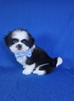 Luis , a male Shih Tzu for sale in Belleview, FL – 5 of 10