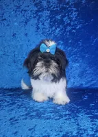 Leny, a male Shih Tzu for sale in Belleview, FL – 3 of 10
