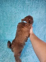Harley , a male Shih Tzu for sale in Belleview, FL – 4 of 10