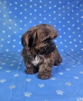 Nugget , a male Shih Tzu for sale in Belleview, FL – 8 of 10