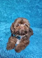 Hercules , a male Shih Tzu for sale in Belleview, FL – 8 of 10