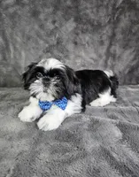 Leny, a male Shih Tzu for sale in Belleview, FL – 8 of 10