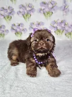 Chanel , a female Shih Tzu for sale in Belleview, FL – 5 of 10