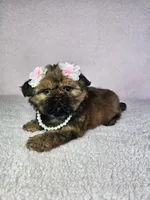 Laika, a female Shih Tzu for sale in Belleview, FL – 9 of 10