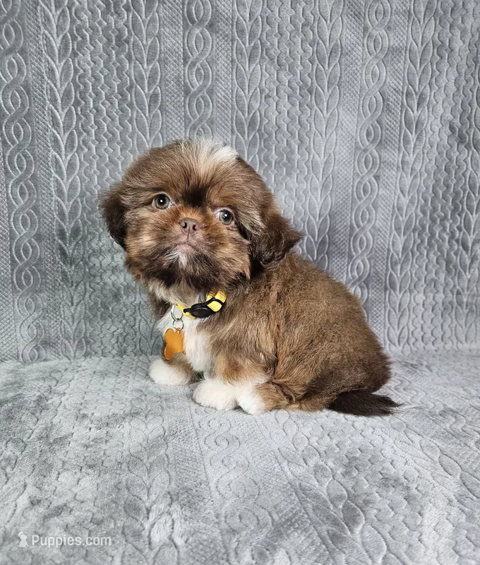 Cooper  – Shih Tzu puppy for sale in Belleview, FL